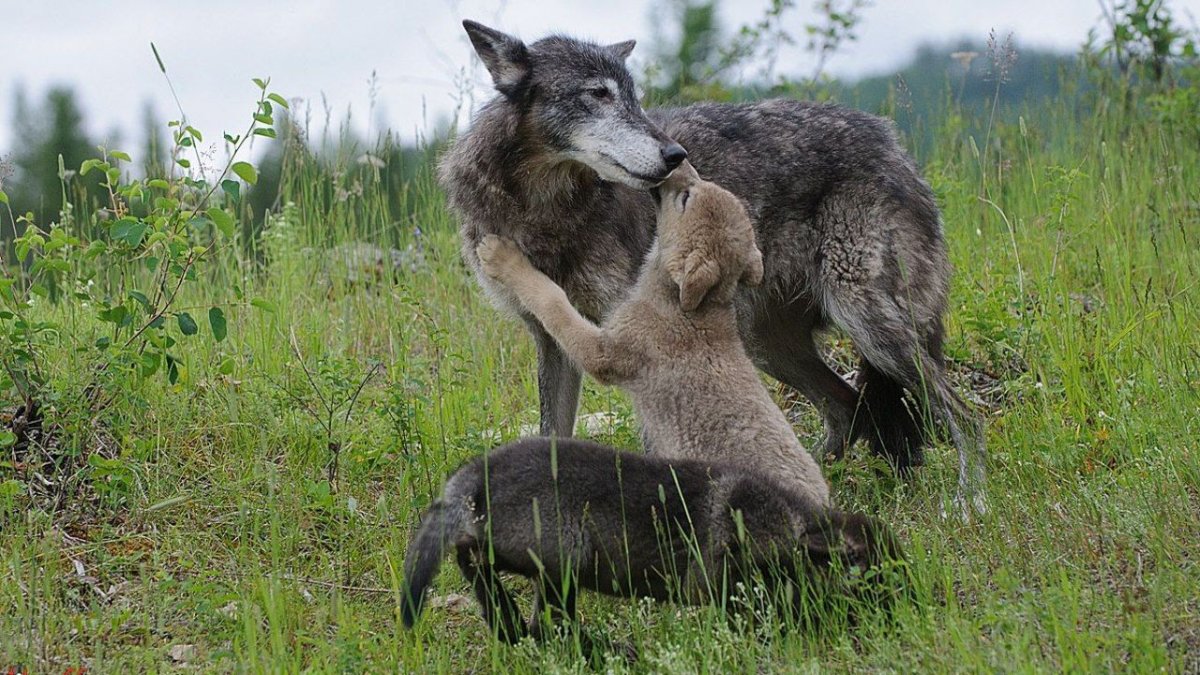 Волк и волчица в лесу