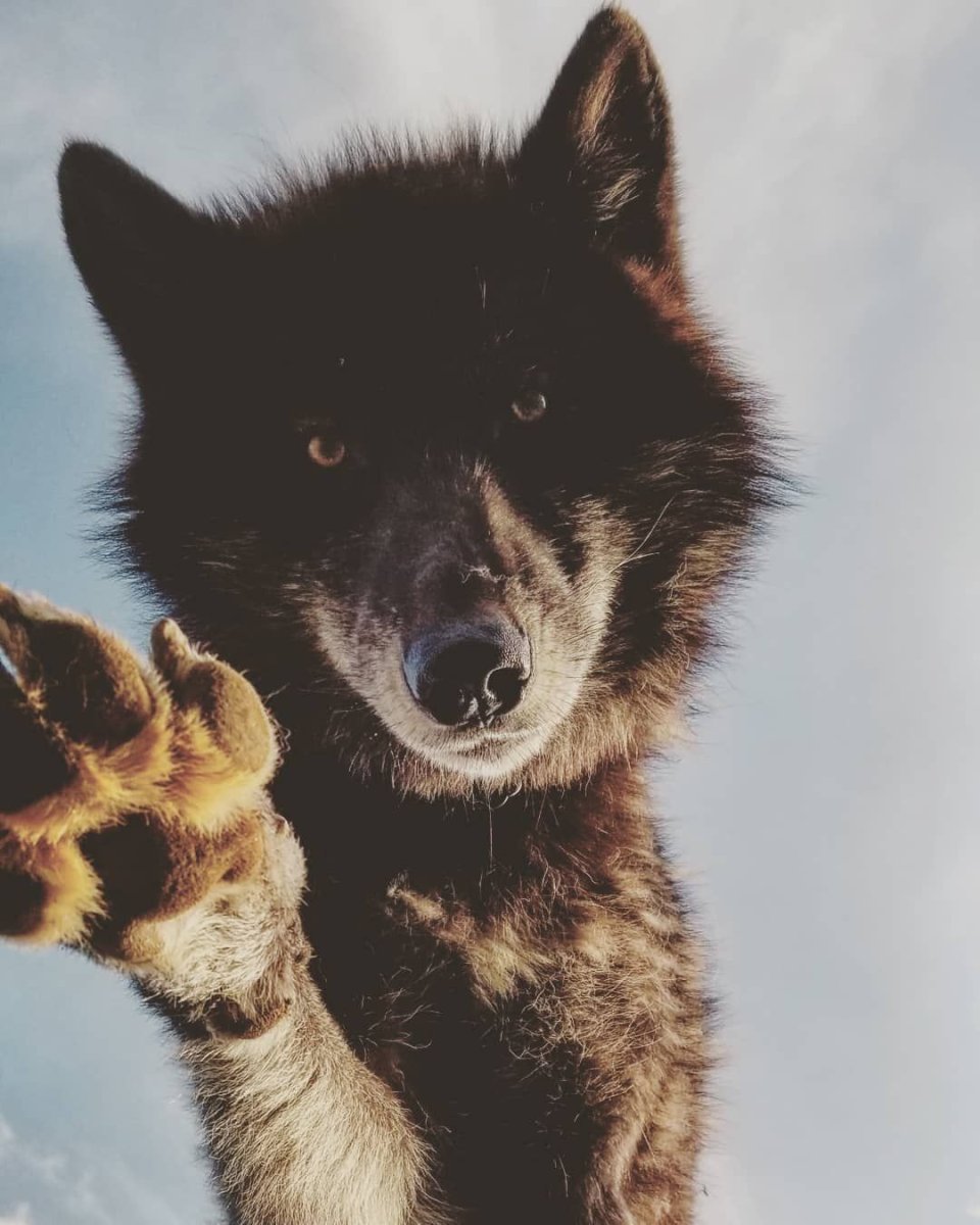 Волк волчица и Волчонок