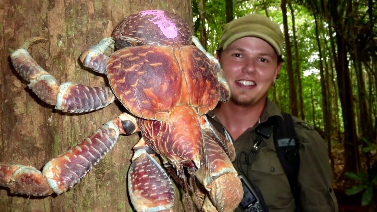 Пальмовый вор или кокосовый краб