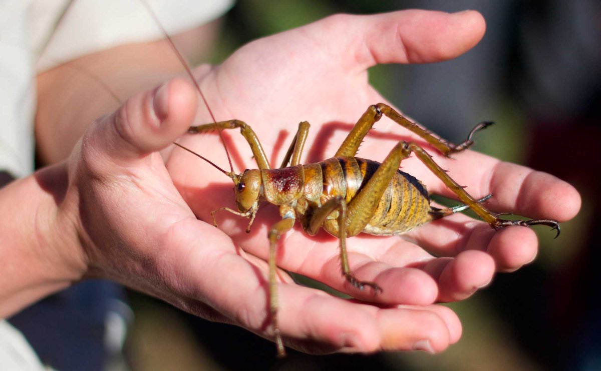 Птицеед Голиаф 28 см