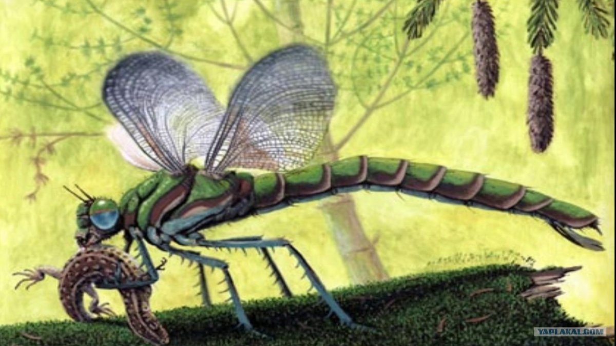 Гигантские пауки охотники Австралия