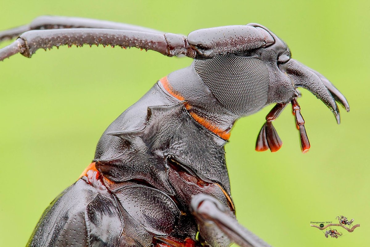 Жук палочник