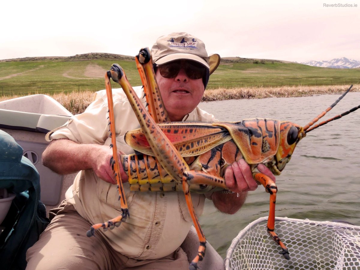 Сверчок Вета