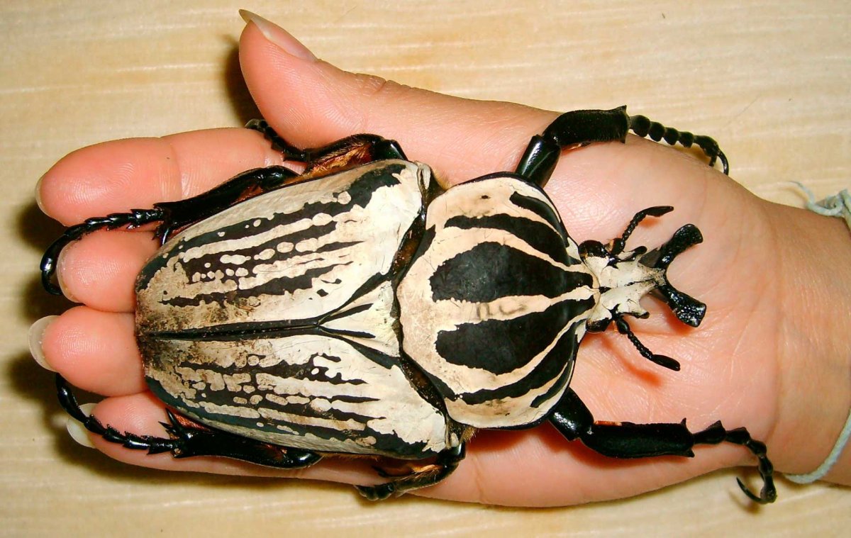 Палочник Dryococelus Australis