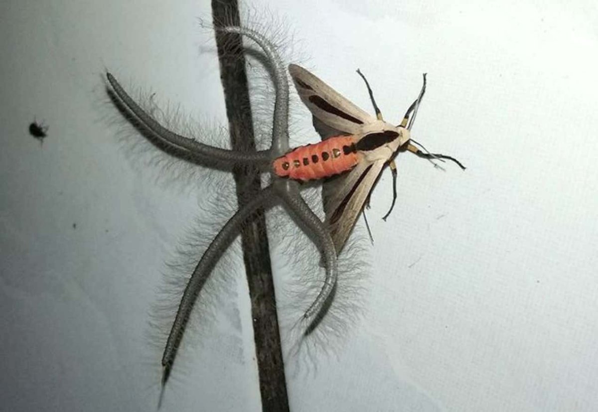 Павлиноглазка атлас Attacus Atlas