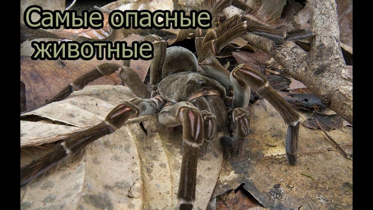 Птицеед Терафоза блонда