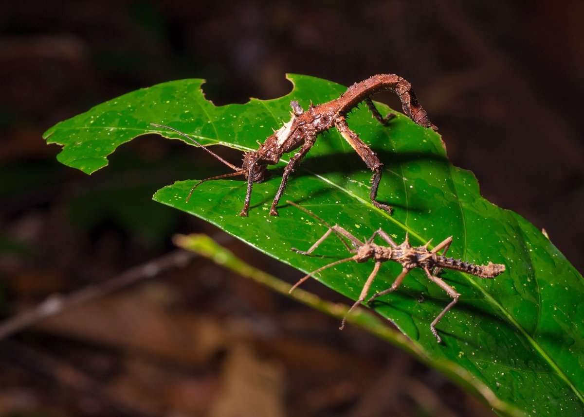 Серхио Одейт художник
