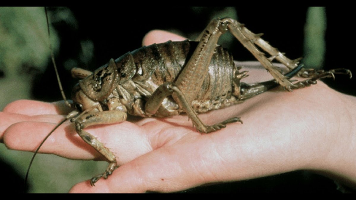 Мегарахна паук