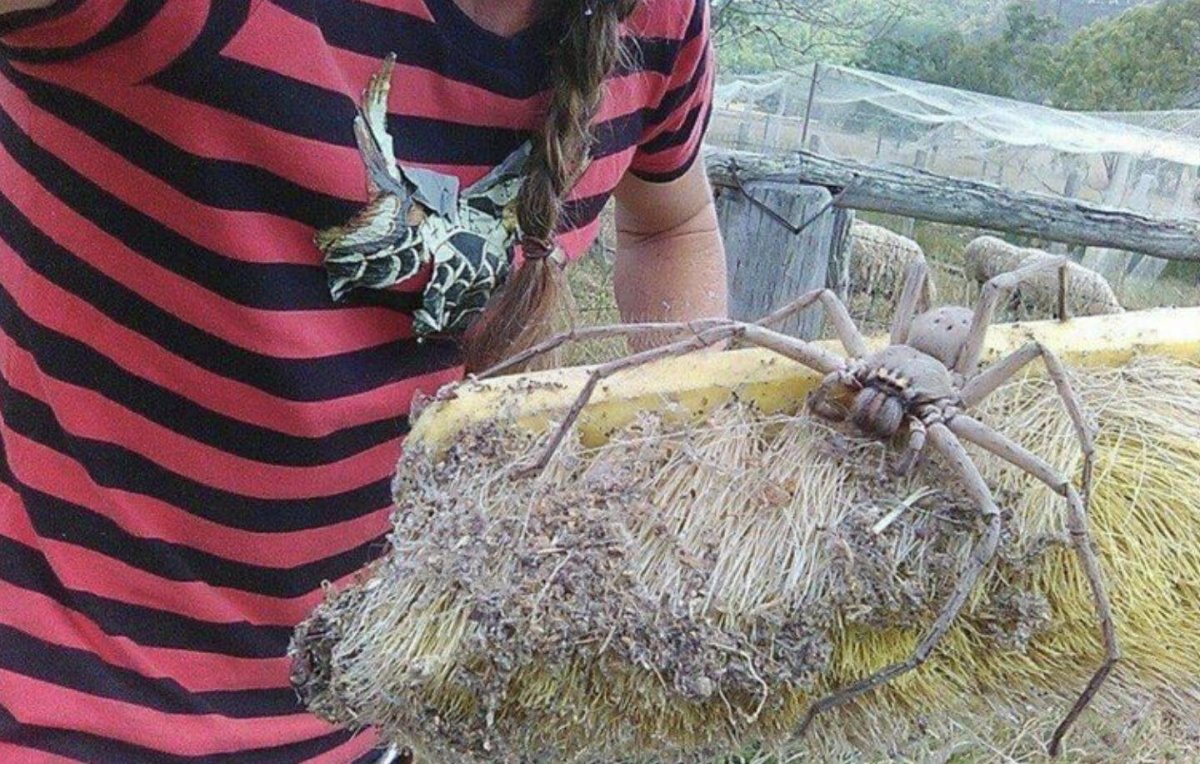 Кузнечик Уэта