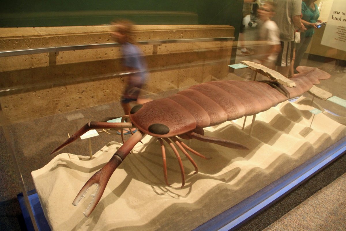 Многоножка Артроплевра