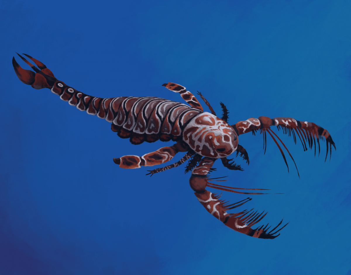 Гигантская Саранча в Австралии