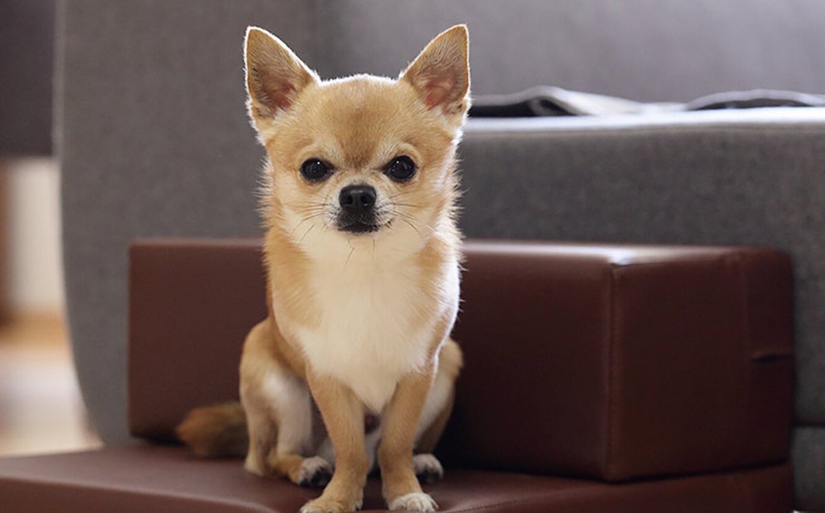 Маленькая собака