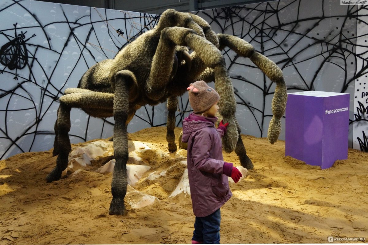 Гигантская Стрекоза Меганевра