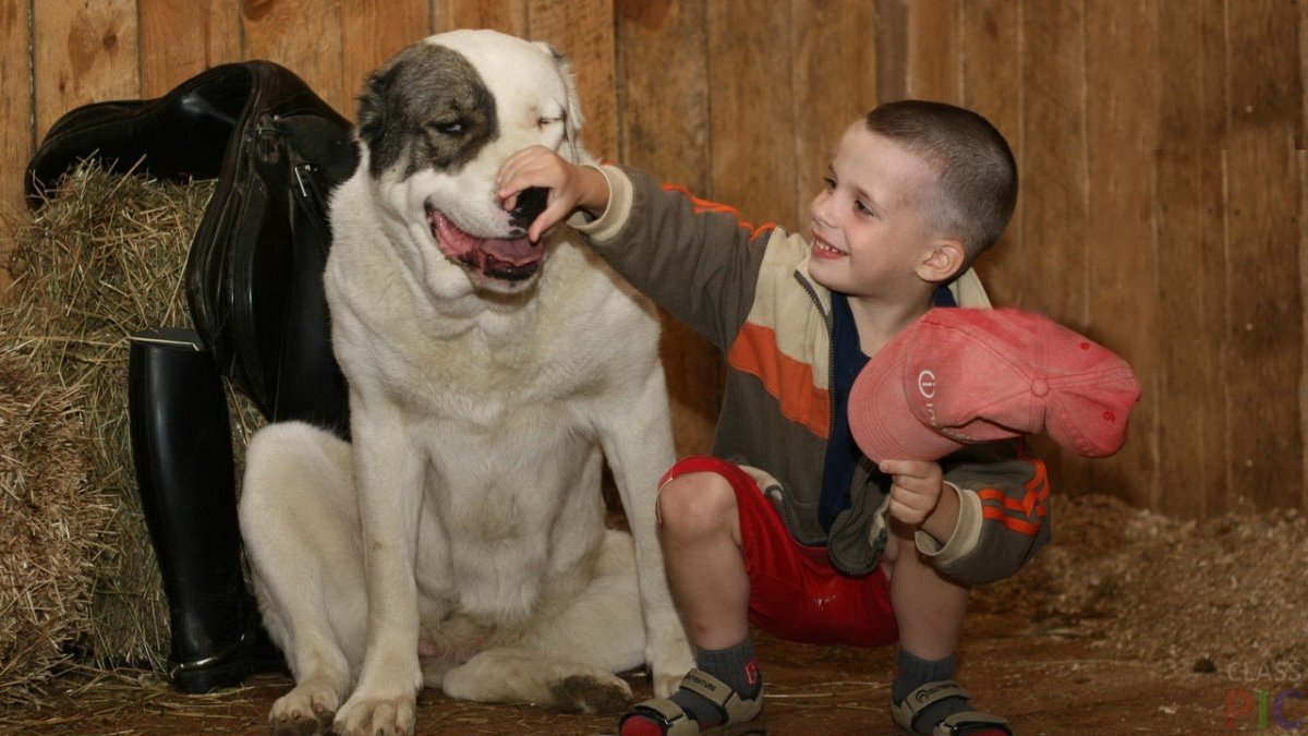 Малыш алабая