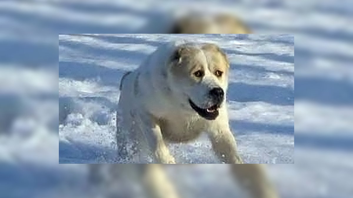 Алабай собака нападение