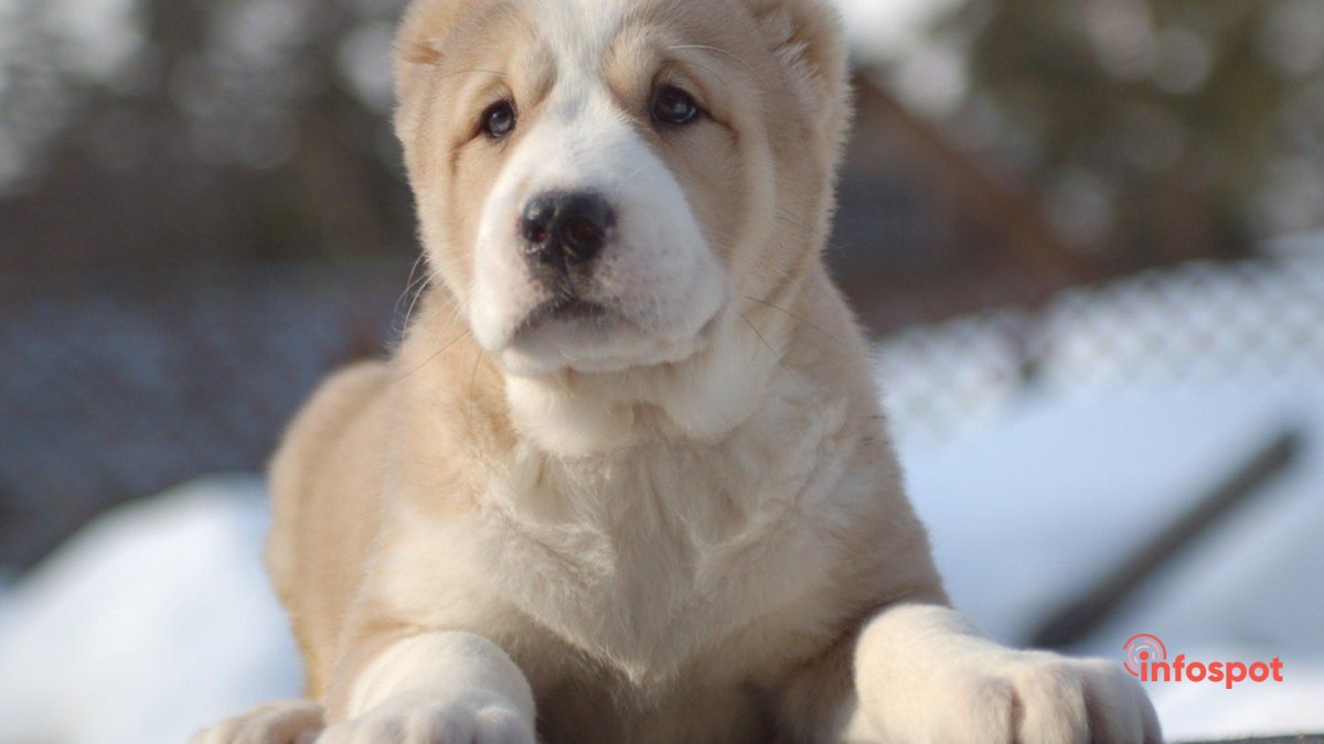 Среднеазиатская овчарка волкодав