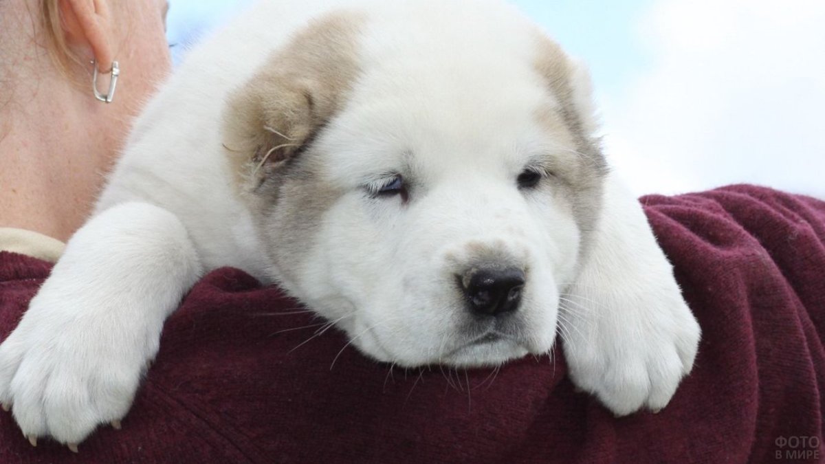 Милый Королевский алабай