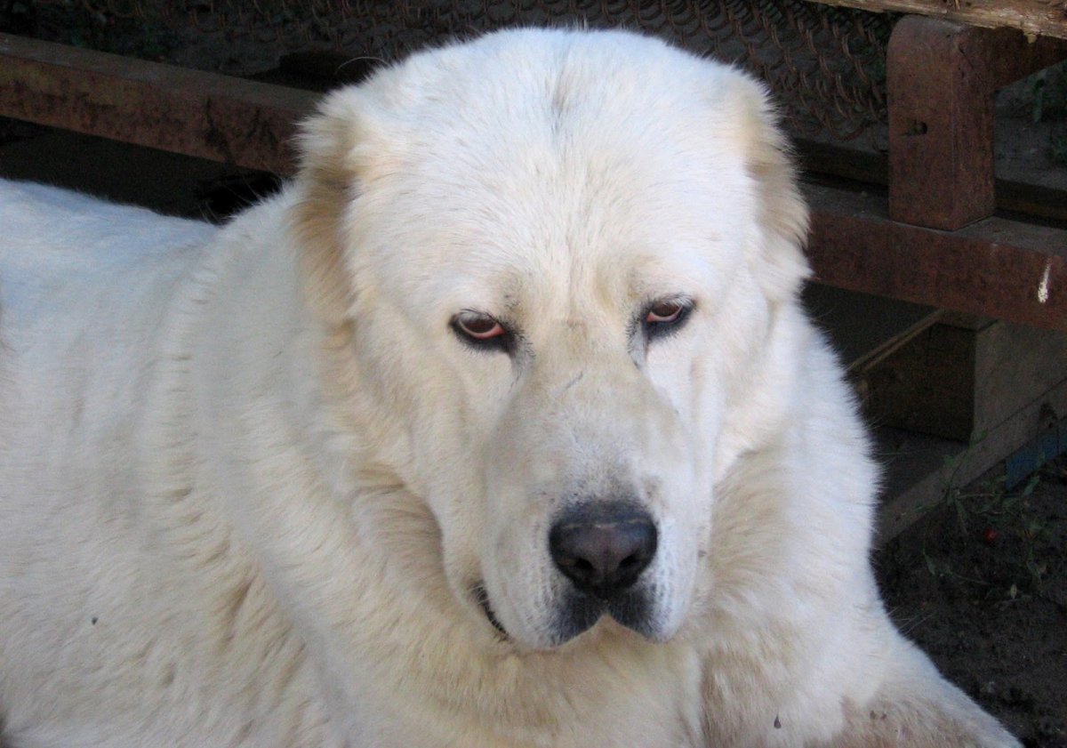 Сторожевая Среднеазиатская овчарка