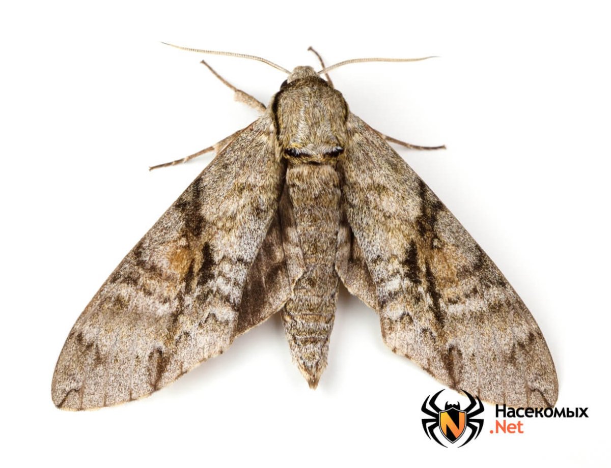 Венесуэльский мотылёк-пудель