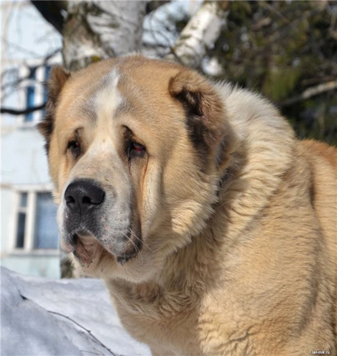 Среднеазиатская овчарка волкодав