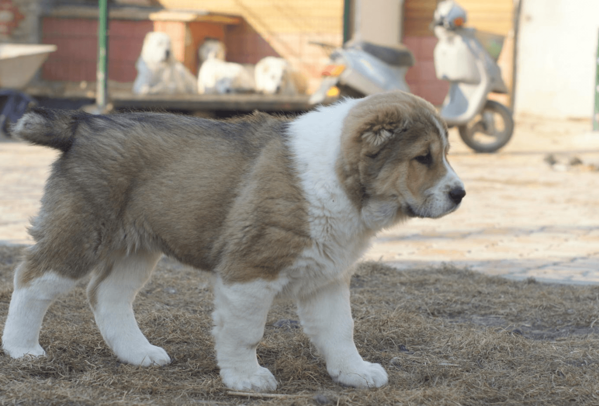 Среднеазиатская овчарка