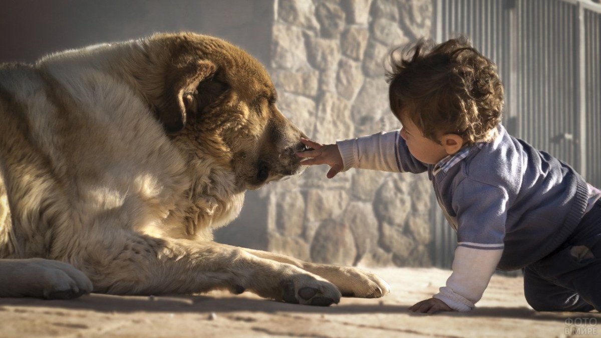 Мальчик и большая собака