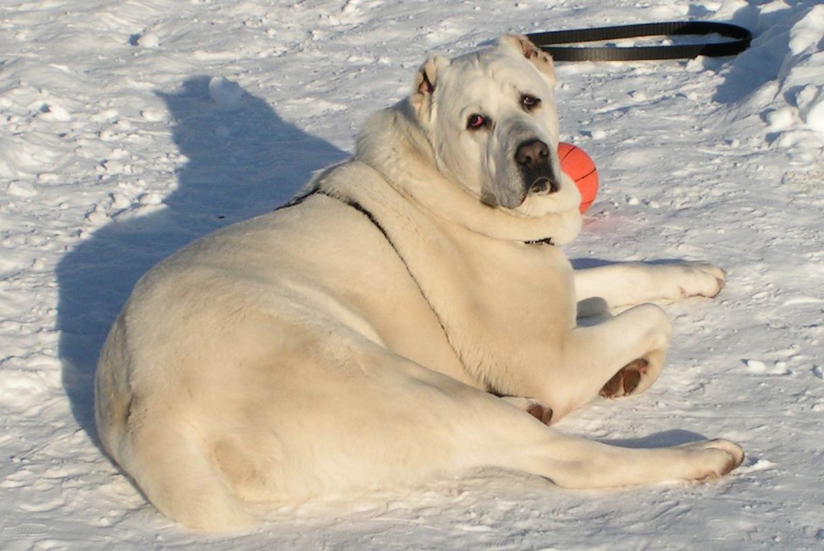 Алабай собака жирная