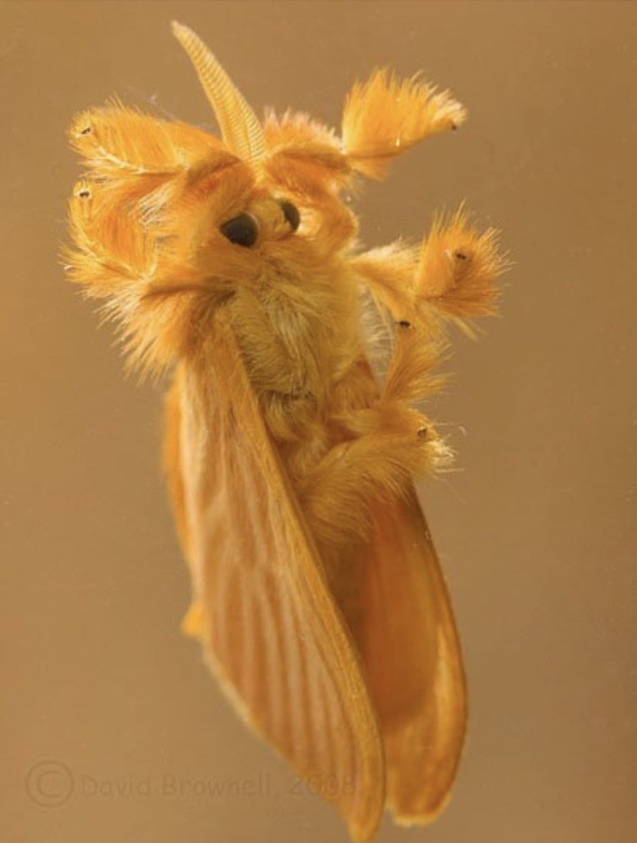 Винусуэльский пуделëвый матылëк