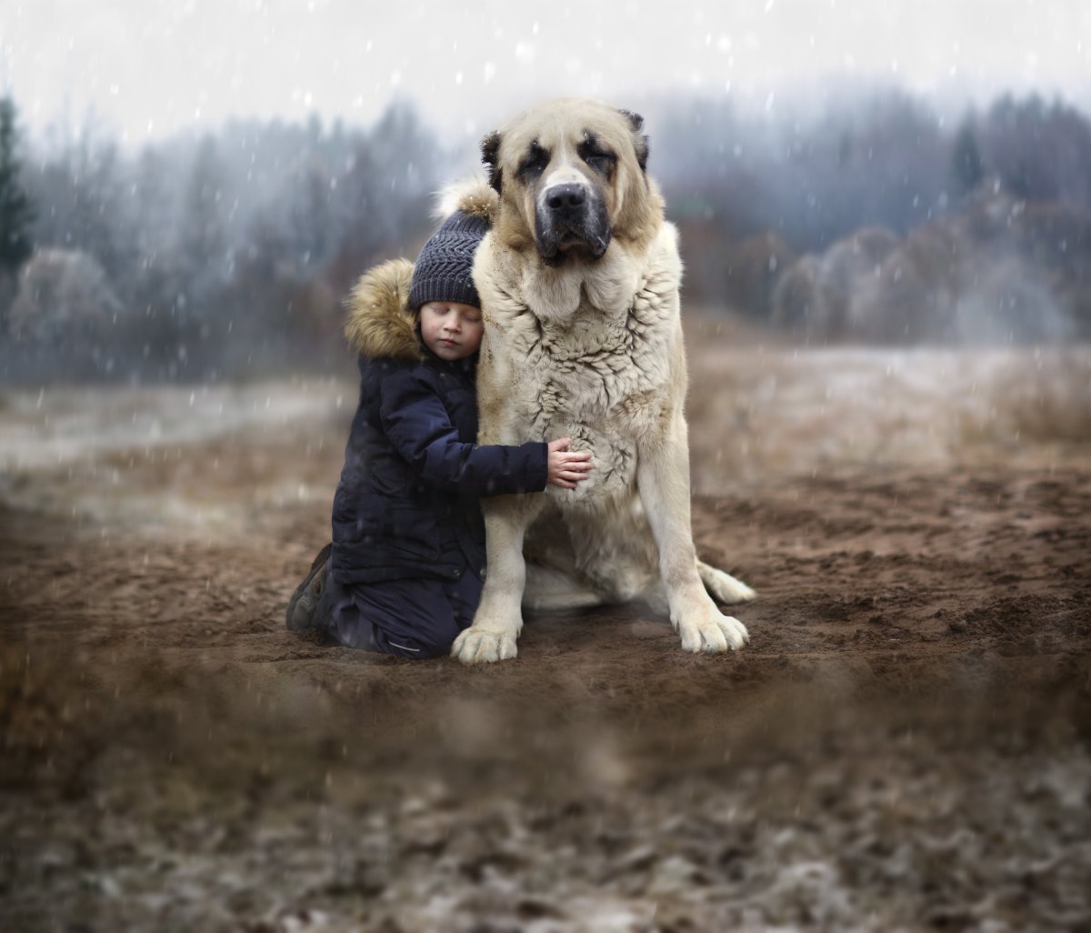 Армянский алабай Гампр