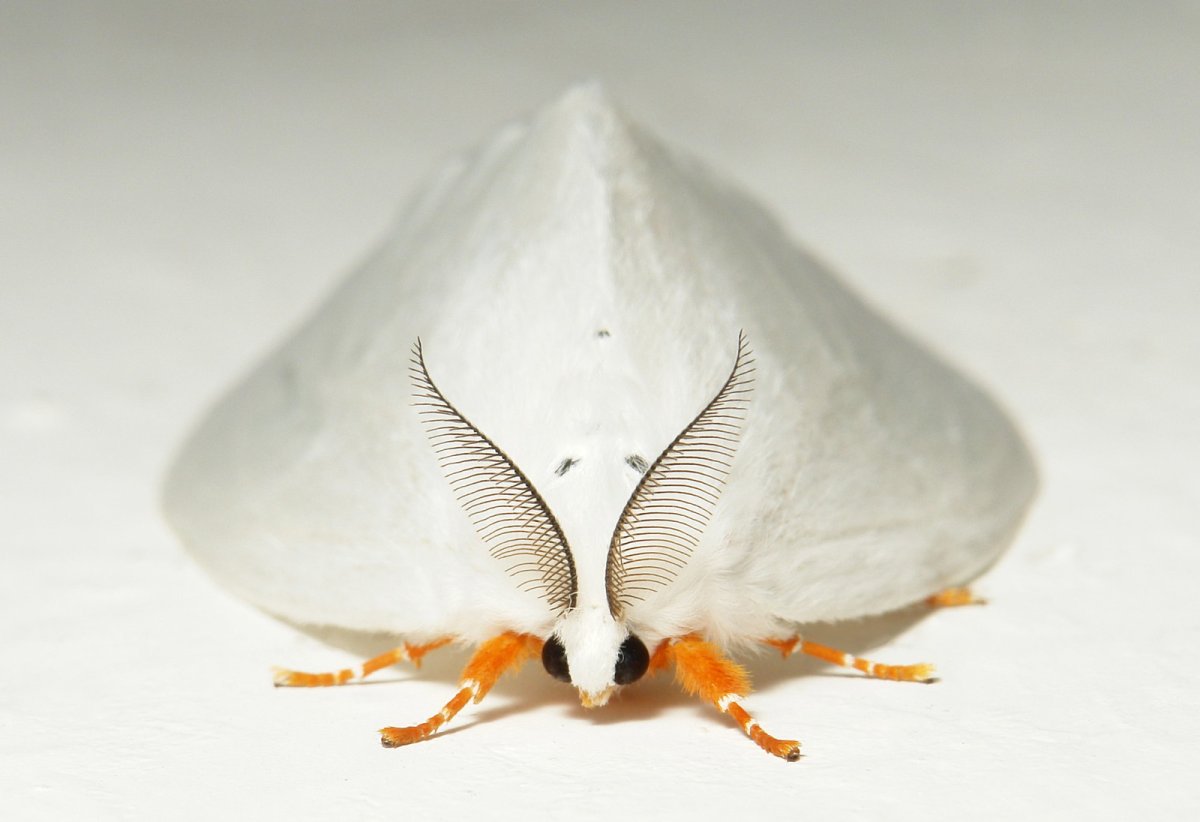 Мотылек арт милый