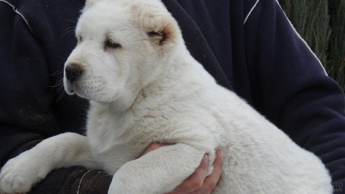 Туркменский алабай