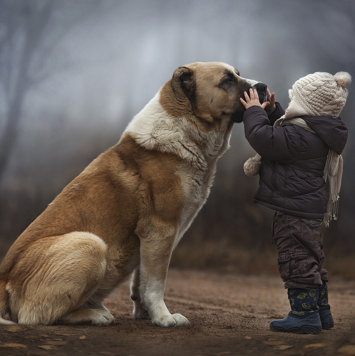 Алабай бульдозер