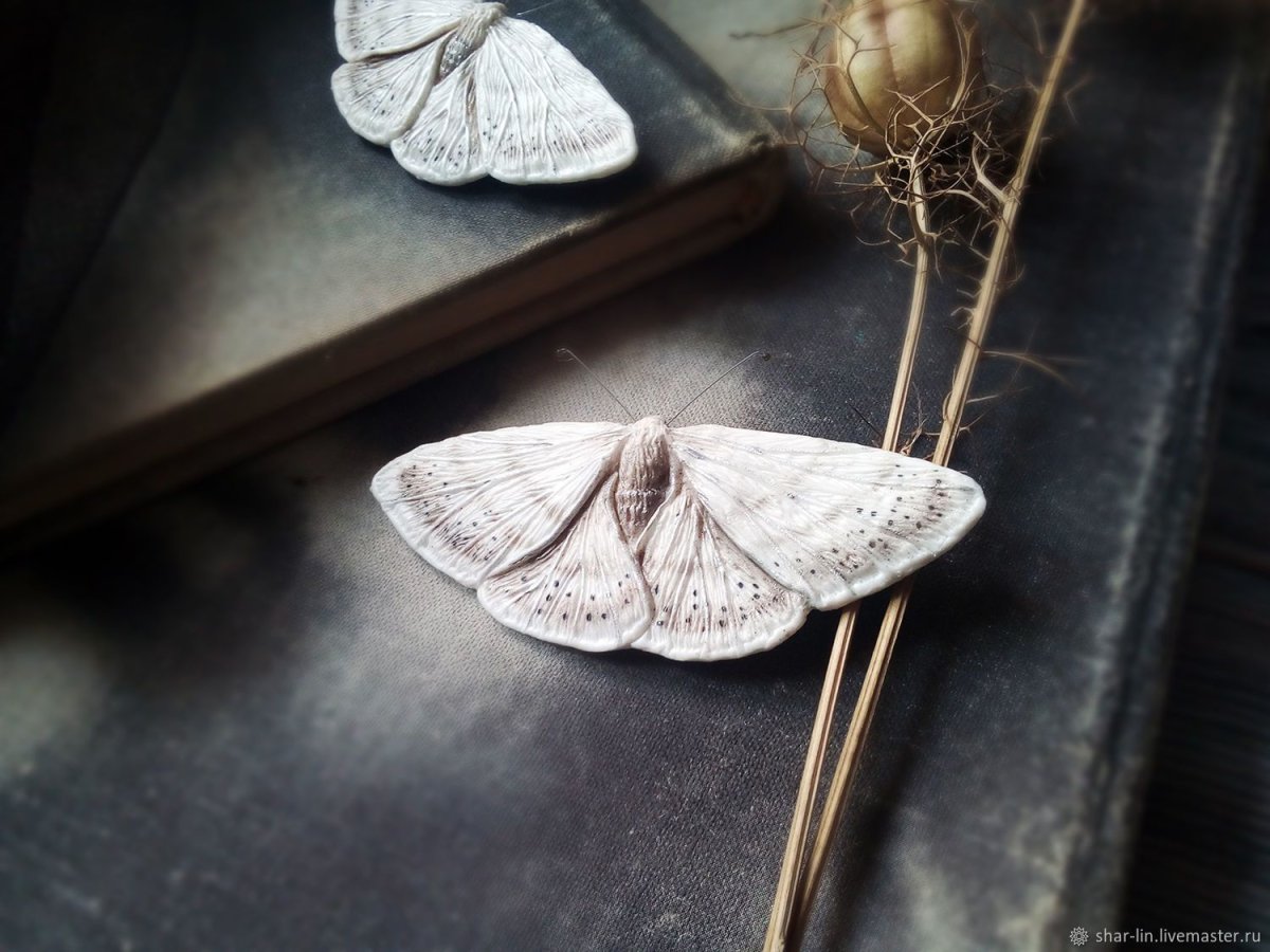 Моль на белом фоне