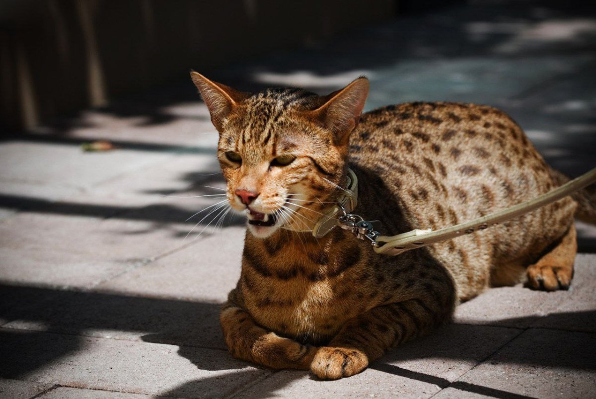 Мейн кун Ашера