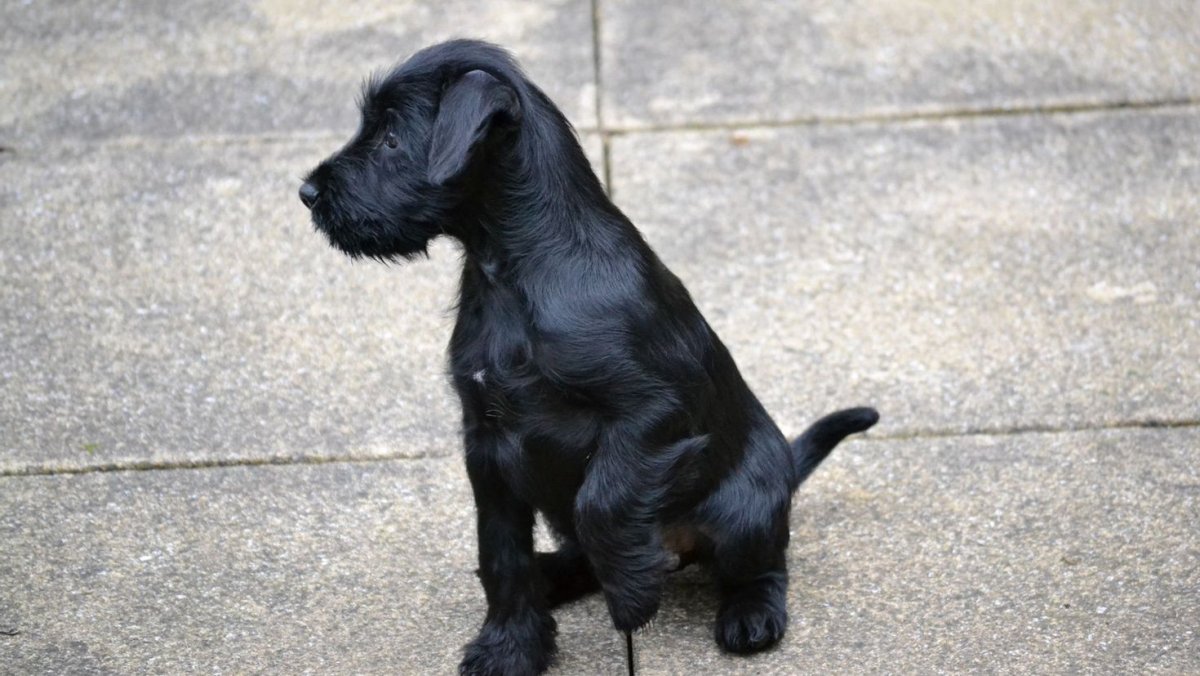 Цвергшнауцер и лабрадор