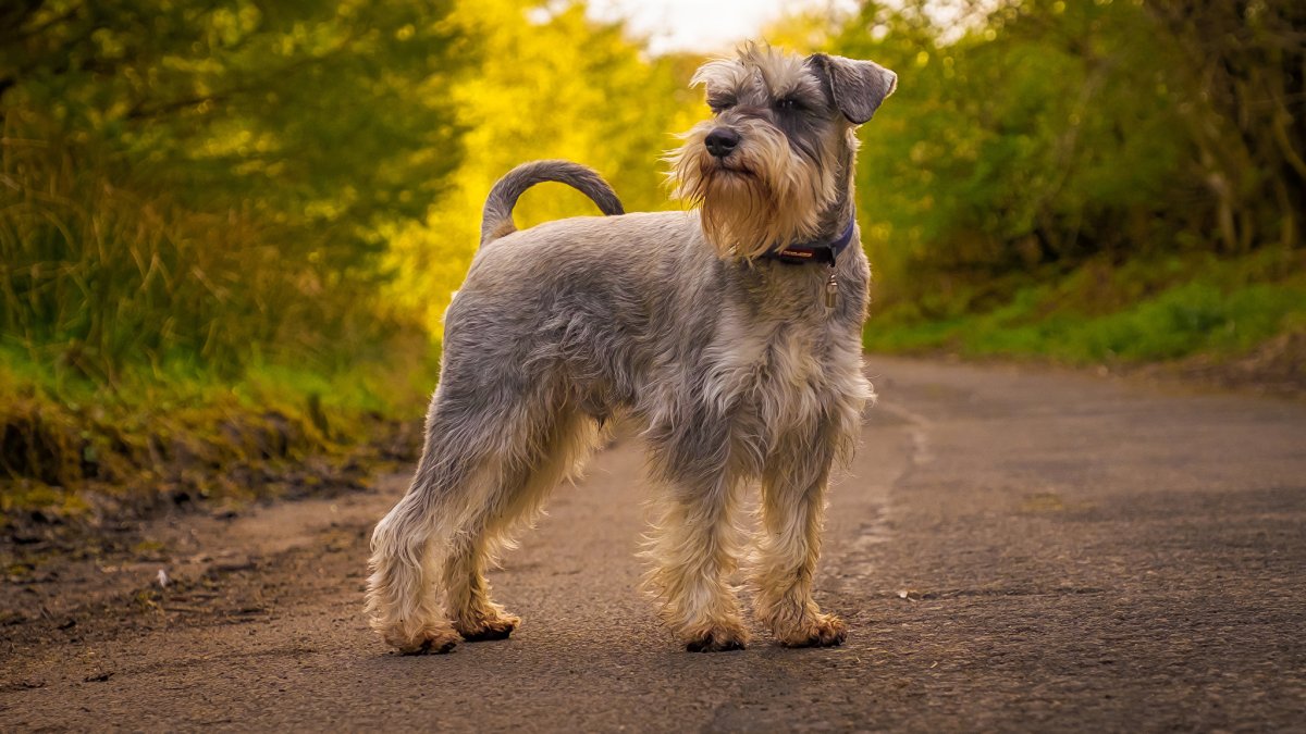 Терьер Миттельшнауцер