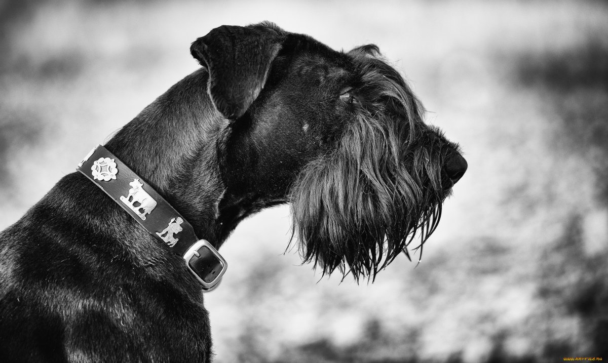 Ошейники для щенков цвергшнауцера