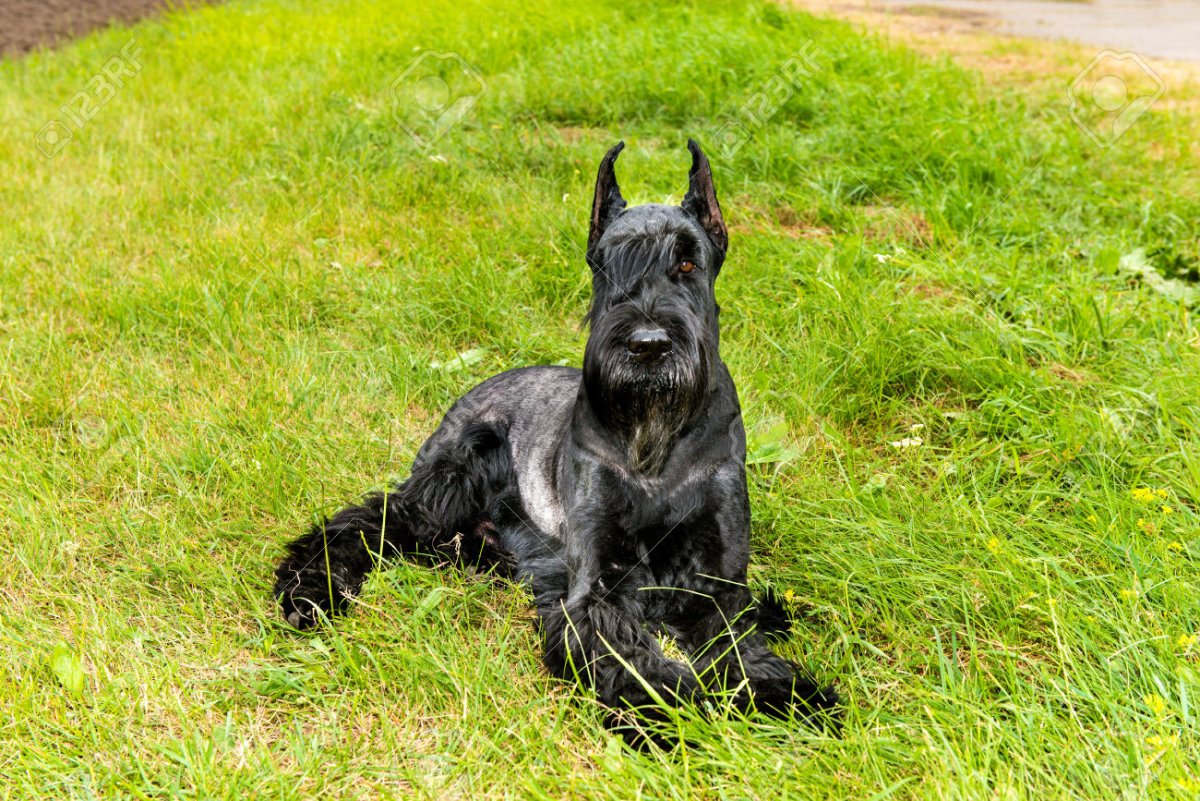 Ризеншнауцер заросший