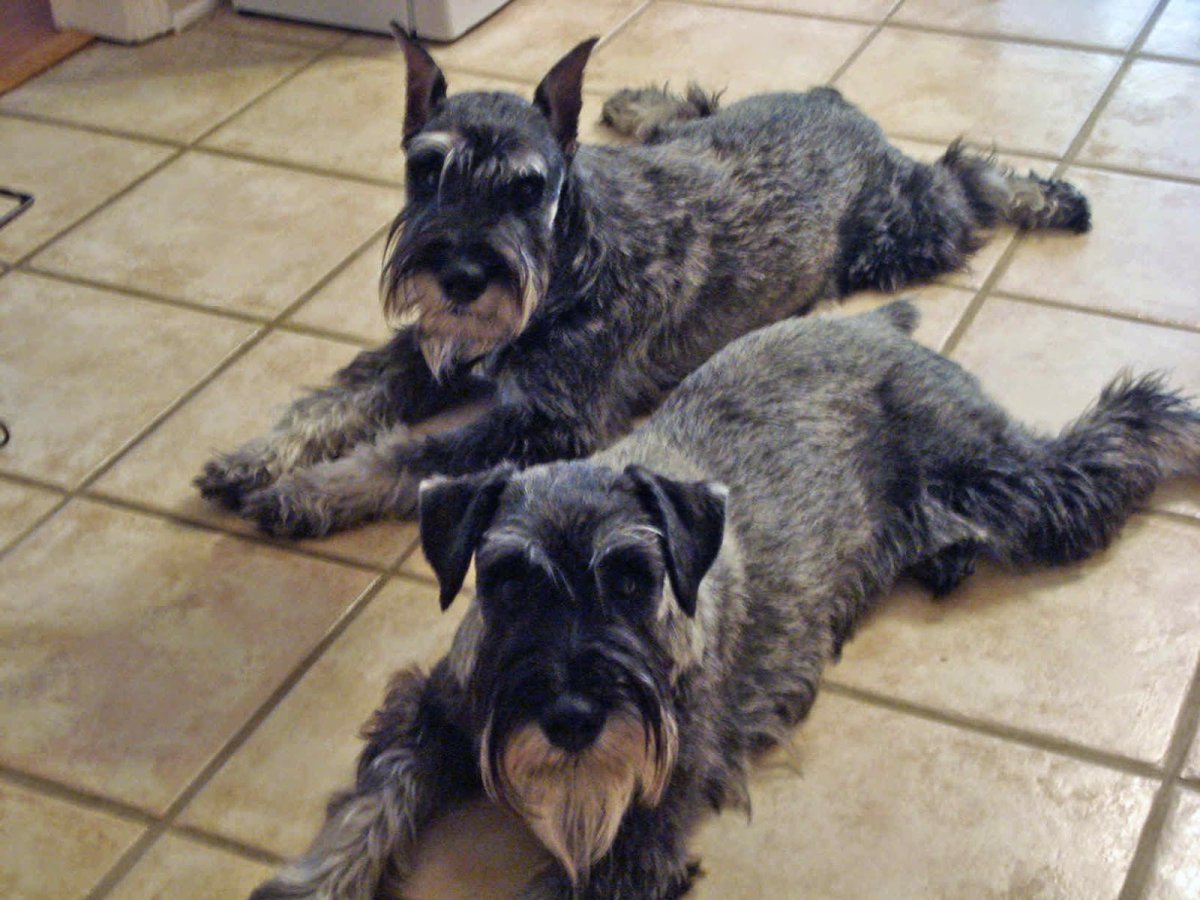 Лабрадудль и лабрадор