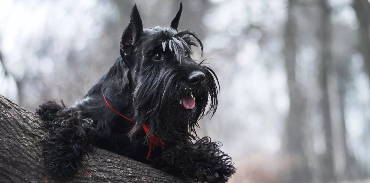 Ризеншнауцер Миттельшнауцер Цвергшнауцер