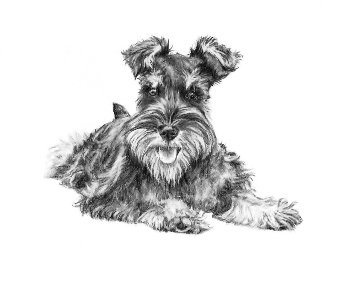 Карликовый шнауцер