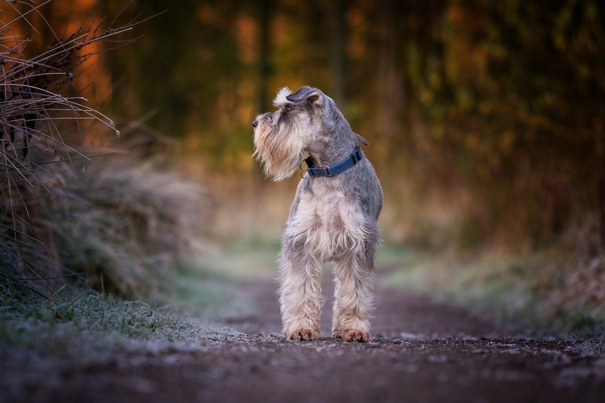 Новогодний Цвергшнауцер