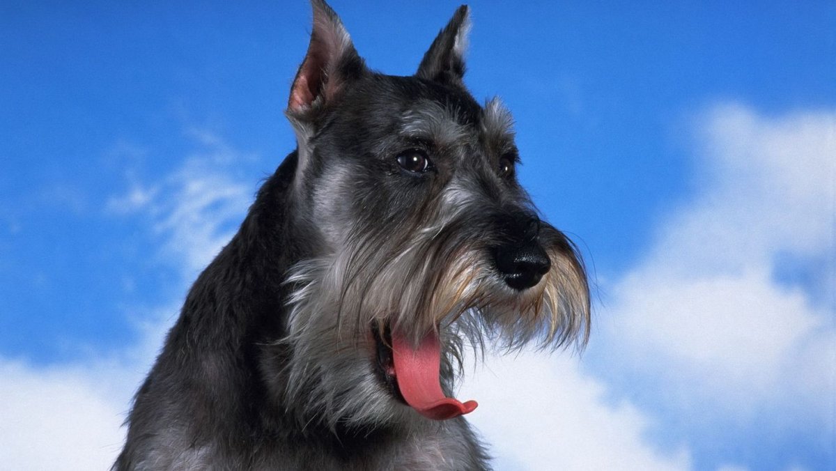 Шнауцер Ризеншнауцер