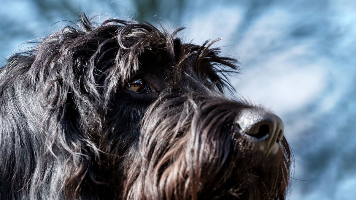 Голова ризена арт