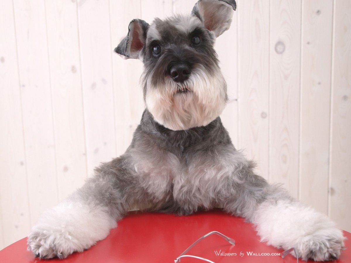 Цвергшнауцер борода