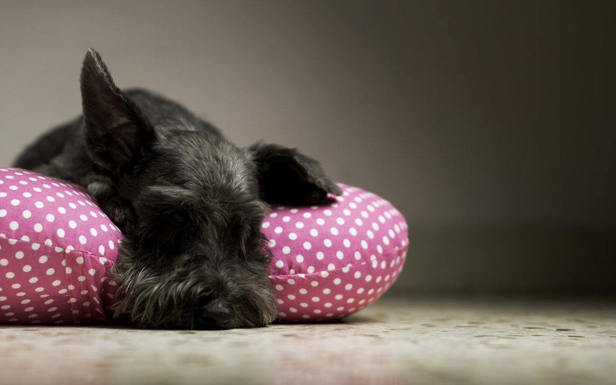 Ризеншнауцер спит