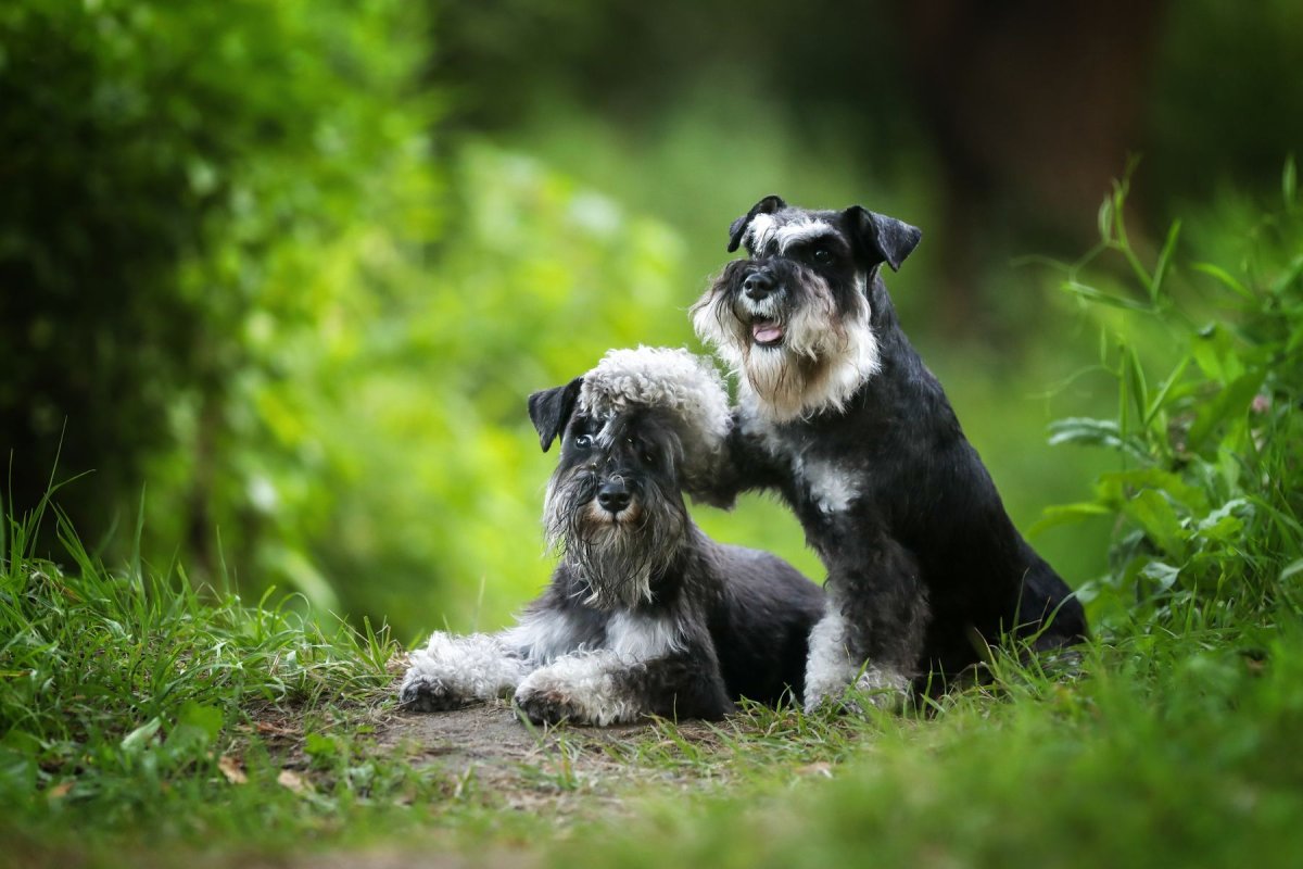 Корги и Цвергшнауцер