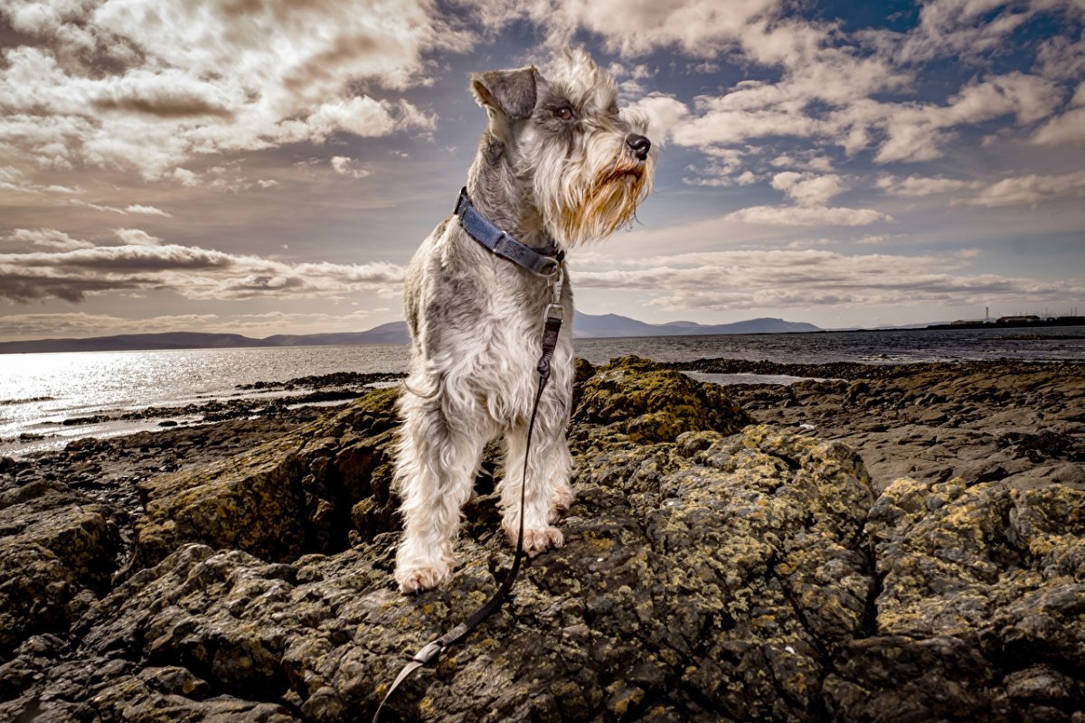 Роджер шнауцер