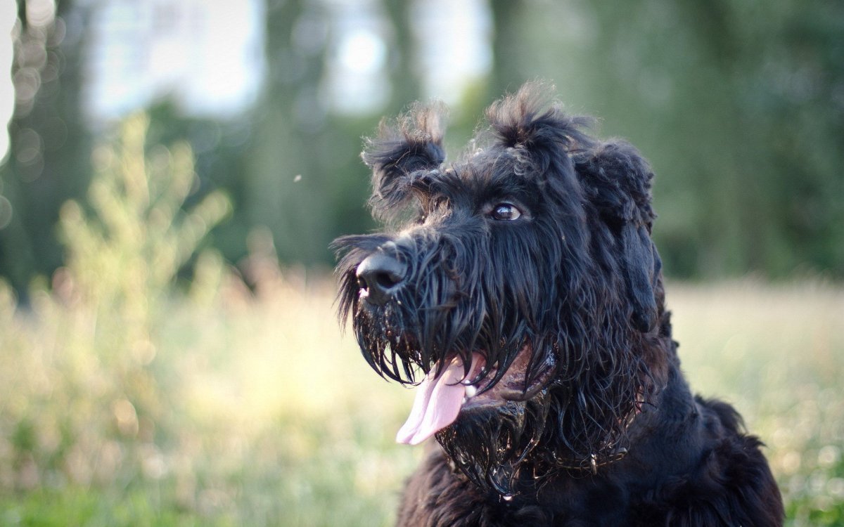 Ризеншнауцер Рой