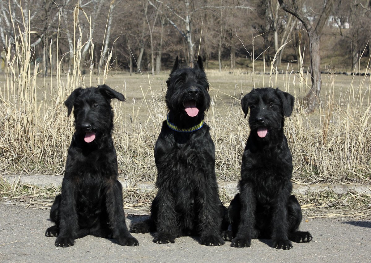 Ризеншнауцер служебная собака
